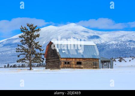 ancienne grange en bois sous le mont baldy dans les grandes montagnes près de townsend, montana Banque D'Images