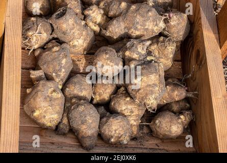 Artichauts de Jérusalem fraîchement récoltés dans un panier de trug (Helianthus tuberosus), jardin d'hiver, Royaume-Uni Banque D'Images