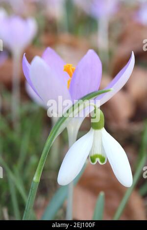 Crocus tommasinianus «Whitewell Purple» et galanthus elwesii – Snowdrop and crocus pair, février, Angleterre, Royaume-Uni Banque D'Images