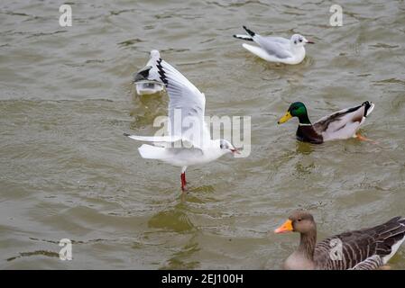 Mouettes atterrissant sur l'eau avec des canards Banque D'Images