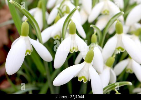 Galanthus elwesii Giant Snowdrop – Pendent blanc cloches fleurs avec la moustache-like green marking, février, Angleterre, Royaume-Uni Banque D'Images