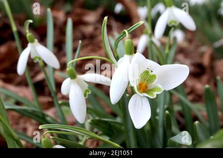 Galanthus elwesii Giant Snowdrop – Pendent blanc cloches fleurs avec la moustache-like green marking, février, Angleterre, Royaume-Uni Banque D'Images