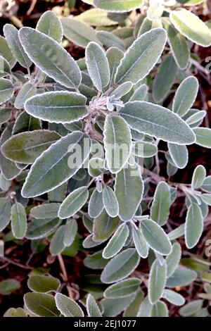 Brachyglottis grayi Daisy Bush – feuilles ovales grises argentées, février, Angleterre, Royaume-Uni Banque D'Images