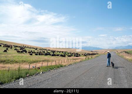 Le rancher Dan Probert regarde son bétail dans la Zumwalt Prairie, dans le nord-est de l'Oregon. Banque D'Images