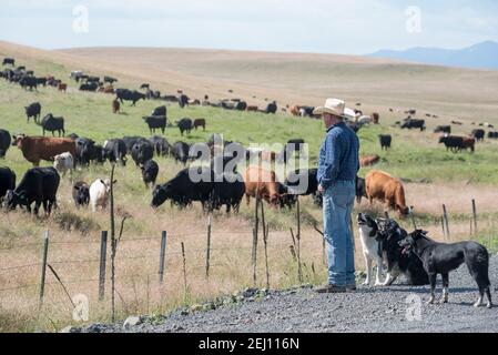 Le rancher Dan Probert et ses chiens de vache à l'extérieur d'un pâturage avec son bétail sur la Zumwalt Prairie dans le nord-est de l'Oregon. Banque D'Images