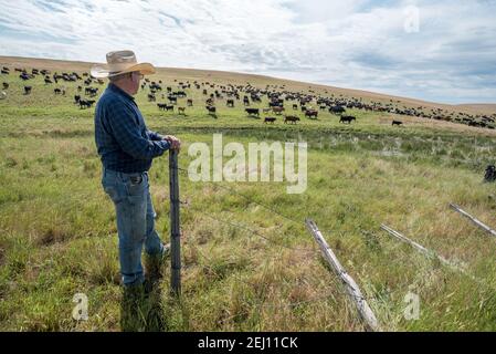 Le rancher Dan Probert sur la Zumwalt Prairie, dans le nord-est de l'Oregon. Banque D'Images