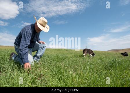 Le rancher Dan Probert sur la Zumwalt Prairie, dans le nord-est de l'Oregon. Banque D'Images