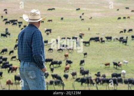 Le rancher Dan Probert sur la Zumwalt Prairie, dans le nord-est de l'Oregon. Banque D'Images