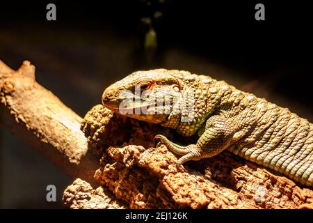 Un lézard caïman du nord (Dracaena guianensis) se bassière sous la chaleur d'une lumière dans sa maison en terrarium captive. Ce reptile sud-américain est jaune Banque D'Images