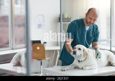 Portrait du vétérinaire mature à l'écoute du battement de coeur du chien pendant l'examen à la clinique vétérinaire, copier l'espace Banque D'Images