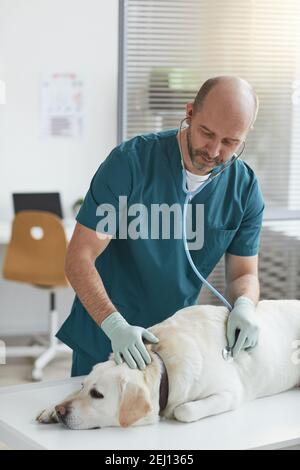 Portrait vertical du vétérinaire mature à l'écoute du battement de coeur du chien pendant l'examen à la clinique vétérinaire Banque D'Images