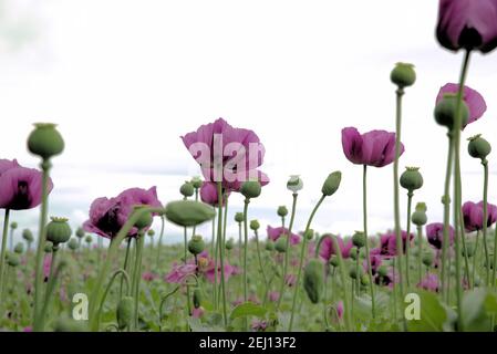 Champ de Papaver somniferum par temps nuageux Banque D'Images