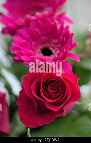 Image verticale du bouquet de fleurs de la rose rouge et de la pâquerette gerbère pourpre Banque D'Images