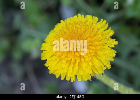 fleur jaune solée de pissenlit recouverte de gouttes d'eau, faible profondeur de champ Banque D'Images