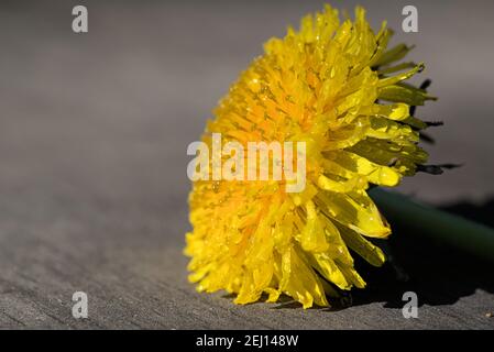 Vue latérale sur une fleur jaune de pissenlit sur fond gris Banque D'Images