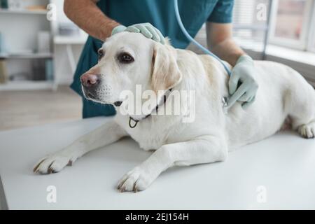 Portrait rogné d'un vétérinaire masculin méconnaissable à l'écoute du battement de cœur du chien pendant l'examen à la clinique vétérinaire, espace de copie Banque D'Images