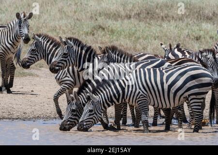 Zèbres des plaines (Equus quagga), buvant dans un trou d'eau. Banque D'Images