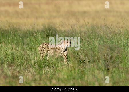 Un guépard, Acynonix jubatus, marche dans la haute herbe, Seronera, Parc national du Serengeti, Tanzanie. Banque D'Images