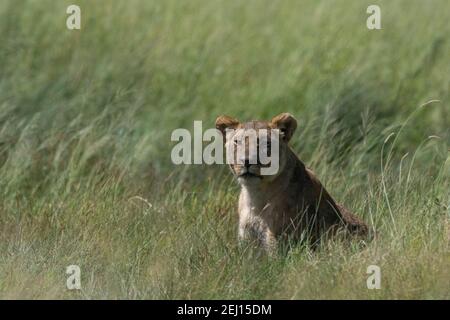 Lioness (Panthera leo), Seronera, Parc national du Serengeti, Tanzanie. Banque D'Images