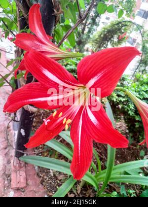 st josephs lily, hippeastrum johnsonii, rouge vif amaryllis. fleur rouge dans le jardin de la nature. gros plan. maison jardinage hobby Banque D'Images