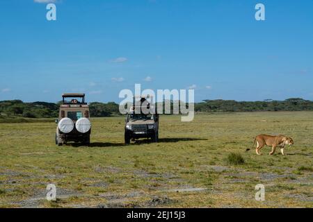 Touristes observant une lionne (Panthera leo), Ndutu, zone de conservation de Ngorongoro, Serengeti, Tanzanie. Banque D'Images