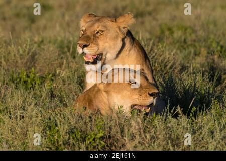 Deux lionnes, Panthera leo, assises dans l'herbe, Ndutu, zone de conservation de Ngorongoro, Serengeti, Tanzanie. Banque D'Images