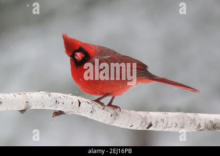 Un cardinal rouge vif cardinal cardinalis cardinalis se perçant dessus une branche dans une tempête de neige hivernale Banque D'Images