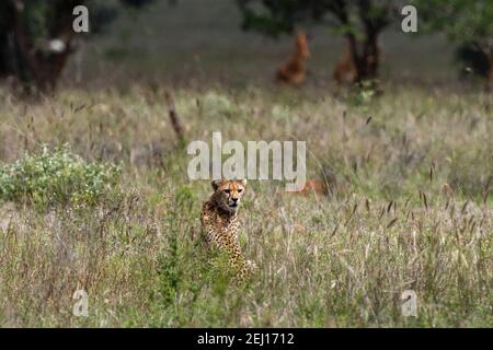 Cheetah (Acynonix jubatus), Tsavo, Kenya. Banque D'Images