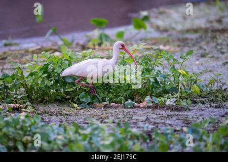 Un Ibis blanc américain à la recherche de nourriture en Floride Banque D'Images