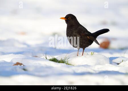 Un mâle adulte, à tête noire commune ou eurasienne (Turdus merula) Sur une pelouse enneigée en hiver au Royaume-Uni Banque D'Images