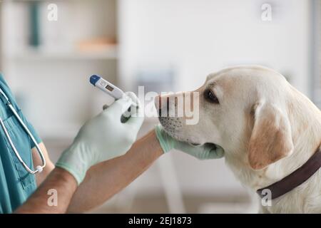 Vue latérale gros plan d'un chien blanc du labrador assis table d'examen à la clinique vétérinaire avec thermomètre de maintien vétérinaire mature Banque D'Images
