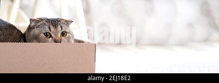 Scotch plier le chat dans une boîte en carton sur le plancher de la salle de séjour. Banque D'Images