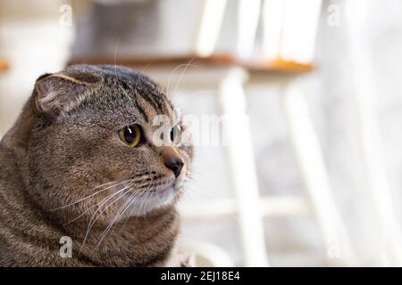 Scotch plier le chat dans le salon près de la table à manger. Banque D'Images