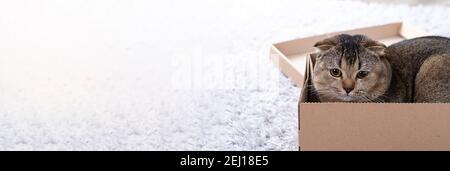Scotch plier le chat dans une boîte en carton sur le plancher de la salle de séjour. Banque D'Images