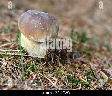 Champignons porcini sauvages poussant dans la forêt Banque D'Images