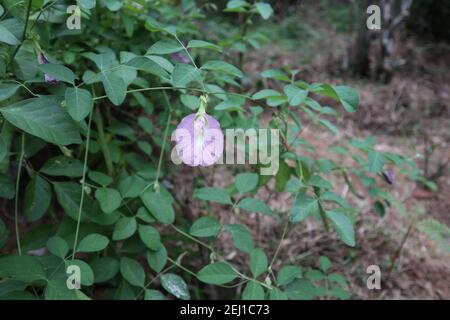 Fleur de pois de couleur violet clair dans le jardin Banque D'Images
