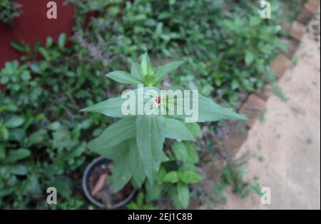 Gros plan d'une fleur de zinnia presque prête à fleurir bouton Banque D'Images