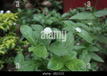Deux fleurs blanches en forme de bourgeons et feuilles dans le jardin Banque D'Images