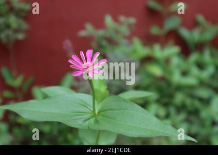 Gros plan d'une fleur de zinnia de couleur violette sur le jardin Banque D'Images