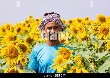 Joyeux fermier à l'intérieur de son champ de tournesols avec une bonne culture. Banque D'Images