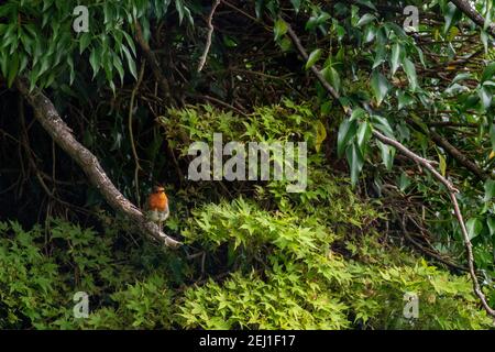 Un robin perching dans une branche entourée de feuilles Banque D'Images