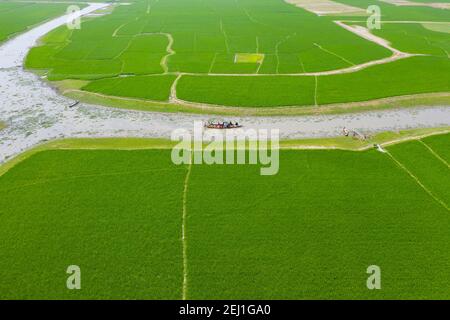 Vue aérienne d'un champ de paddy vert à Brahmanbaria, Bangladesh Banque D'Images