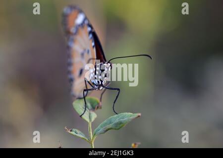 Une vue rapprochée d'un papillon, Danaus chrysippus papillon également connu sous le nom de tigre de plaine, reine africaine, ou monarque africain consomme une plante Banque D'Images