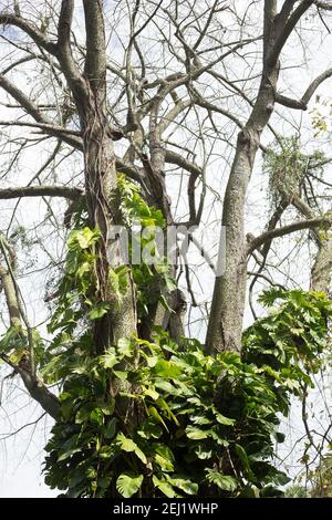 Ceiba speciosa - soie de soie de soie avec begonia enveloppé et tronc d'escalade. Banque D'Images