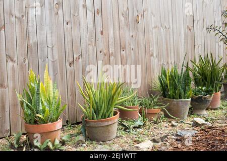Une rangée de plantes en pots Sansevieria à l'extérieur près d'une clôture en bois. Banque D'Images