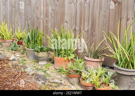 Une rangée de plantes en pots Sansevieria à l'extérieur près d'une clôture en bois. Banque D'Images