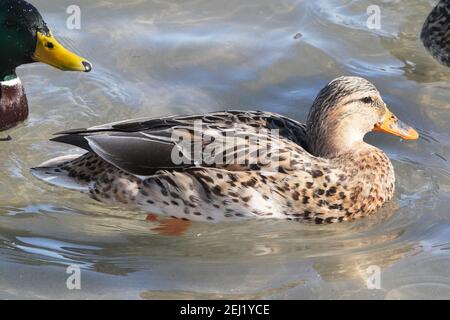 Leucisitique Mallard femelle et ses filles de couleur plus claire Banque D'Images