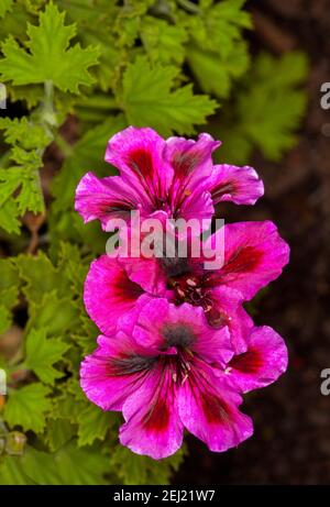 Superbes fleurs rouges et noires de couleur magenta vif et feuillage vert de Regal Pelargonium, vivace aux arbustes, membre de la famille des Geraniaceae Banque D'Images