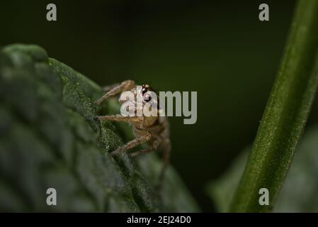 Araignée de saut de jardin avec fond vert Banque D'Images