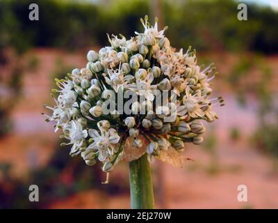 Boulonnage d'oignons, floraison ou boulonnage d'oignons mise en place de graines, fleurs d'oignons sur le potager en été, fleur d'oignon Banque D'Images
